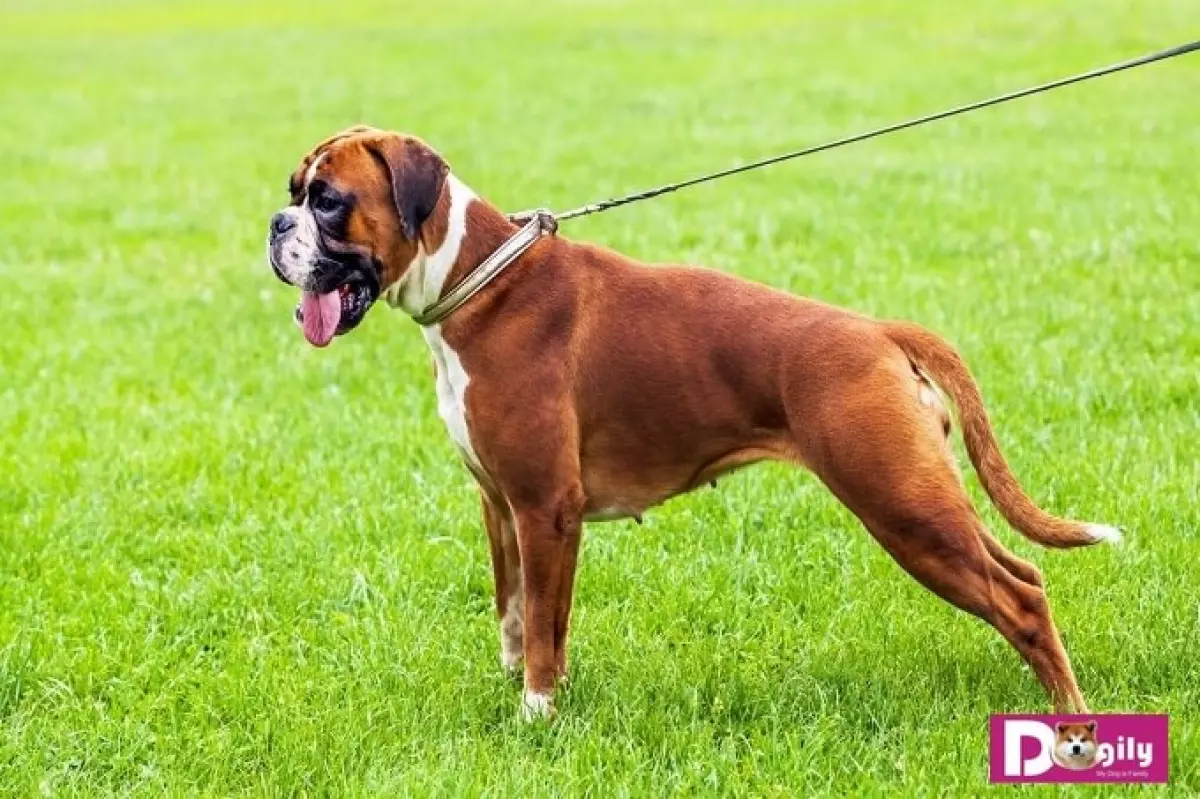 Bán chó Boxer - Dogily Petshop